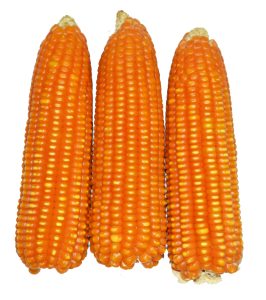 Vitamin A Maize cobs.