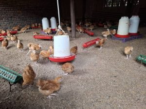 Photo: Two-month-old chicks at Maurice’s poultry house, ready to be distributed to intermediaries for wider dissemination to farmers.