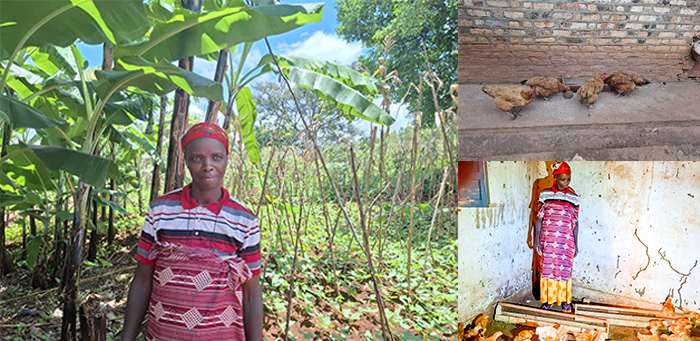 Jovith has received SASSO chicks to test and has just started to breed and market the hens.