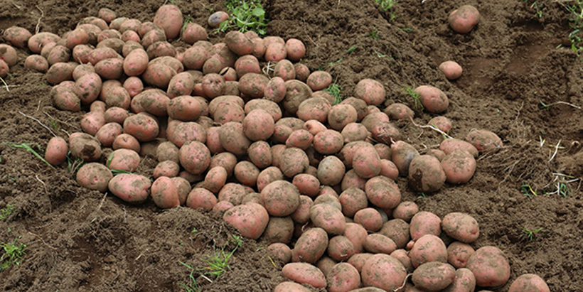 Harvested potatoes in field in Kenya.