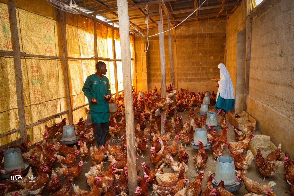 Rukayya and her husband collecting eggs from her poultry farm.