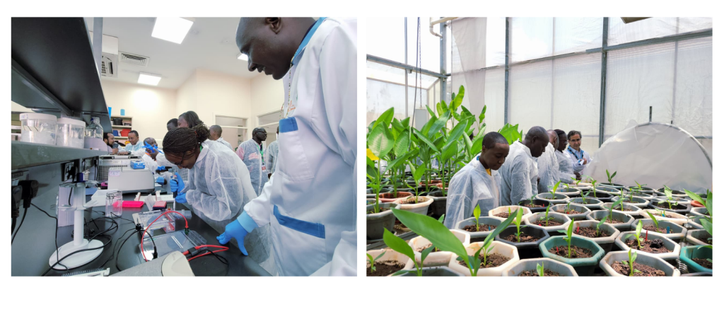 Participants exploring hands-on techniques in the IITA Lab and Greenhouse.