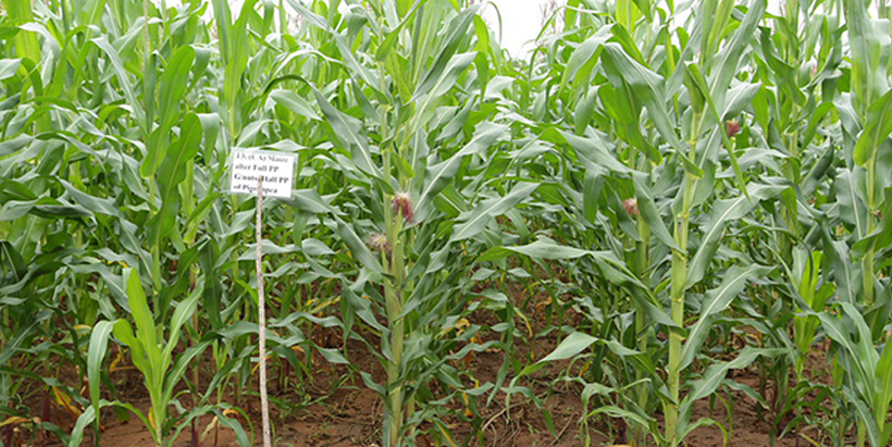 Conservation agriculture trials for maize-legume intercropping and maize-legume rotations (Photo credit:Jonathan Odhong - IITA)