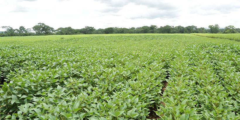 Cowpea seed multiplication field at Good nature seed company limited. (Photo credit:Jonathan Odhong - IITA)