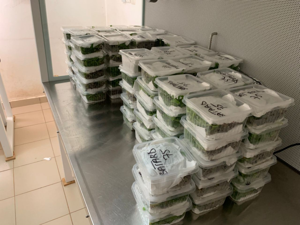 Boxes of plantain vitro-plants prepared for shipment.