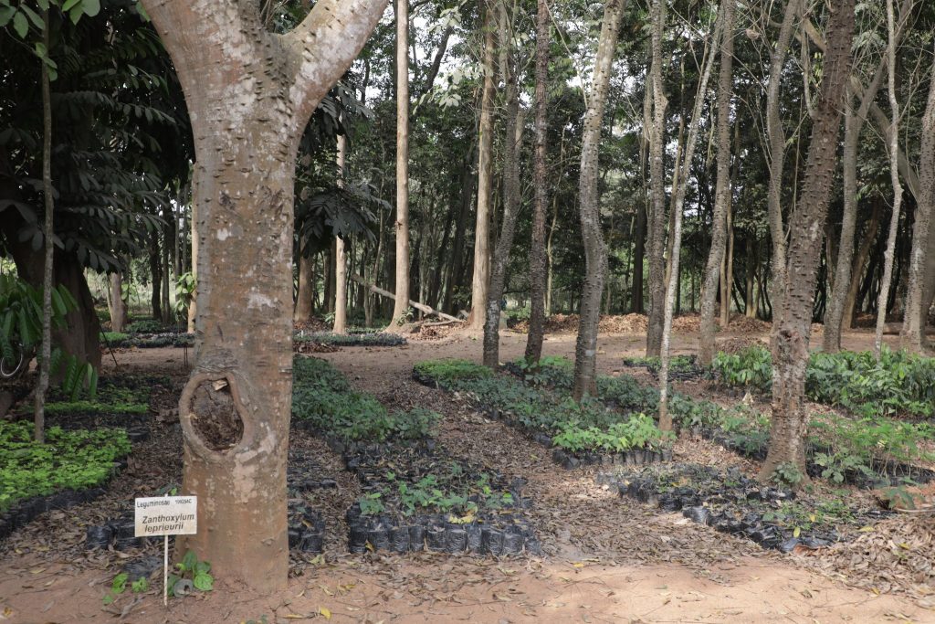 Zanthoxylum leprieurii plot at IITA Forest Center Tree Heritage