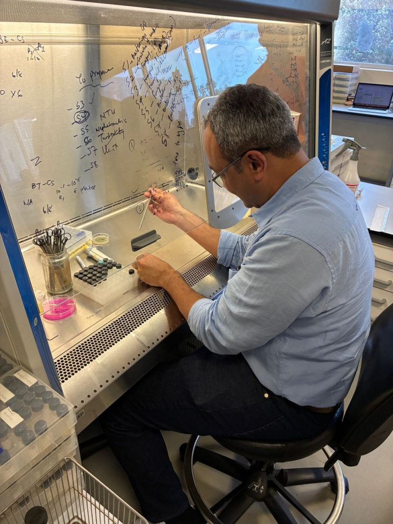 Dr Muthappa practicing laboratory techniques at the Aflasafe Unit for the characterization of A. flavus strains in Aflasafe product development.