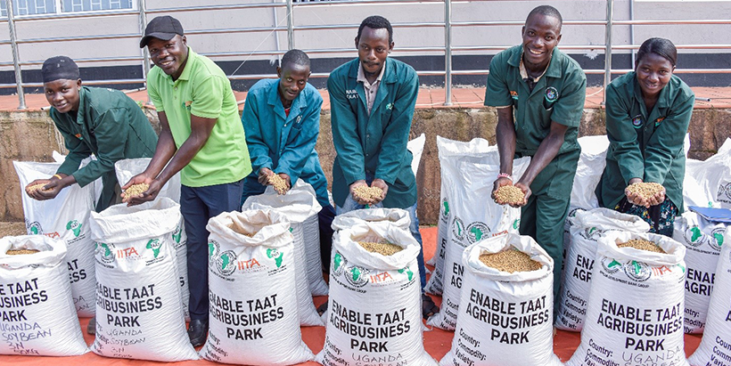 Mukono Youth Agripreneurs celebrating a bountiful soybean harvest.