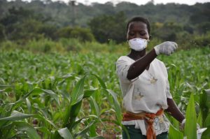 Picture of Farmer applying aflasafe to a maize field