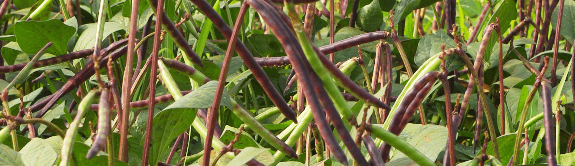 Cowpea