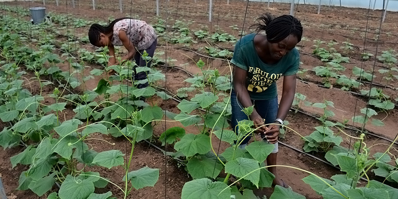 40,000 young people in Nigeria to benefit from Young Africa Works-IITA  project training program