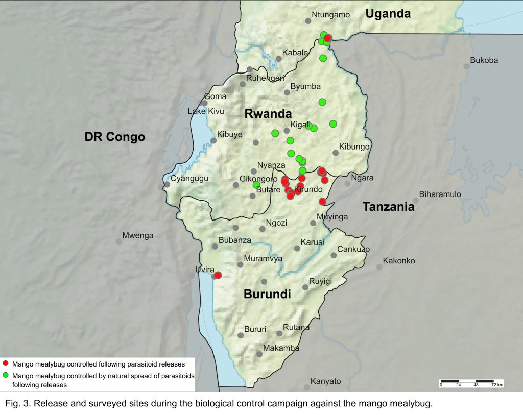 Successful biological control of mango mealybug in Burundi, Rwanda, and ...